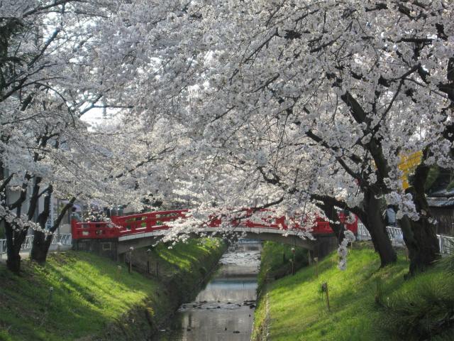 桜祭りの写真 1
