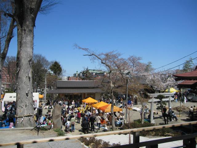 桜祭りの写真 3